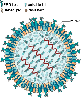 LNP-mRNA